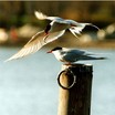Terns